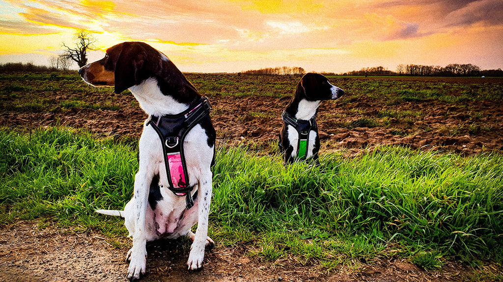 Harnais anti-traction pour chien : avantages et inconvénients 