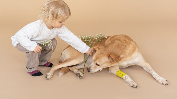 Un chien et enfant qui lui donne des fleurs