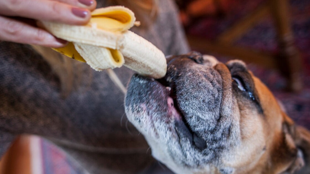 Peut-on donner de la banane à un chien ?