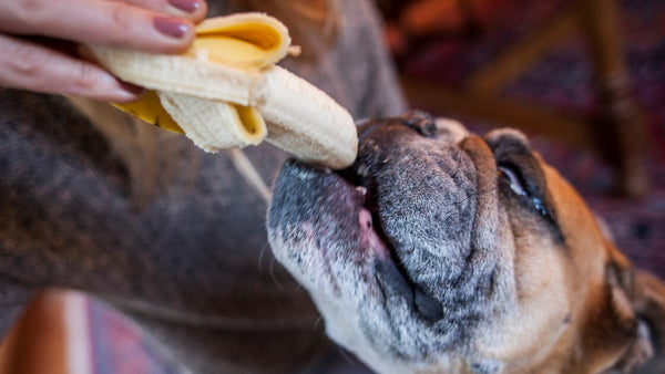 Donner de la banane à un chien