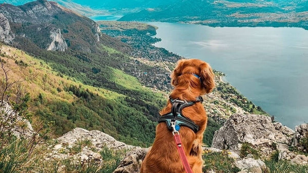 chien sur montagne qui surplombe le lac d'Annecy