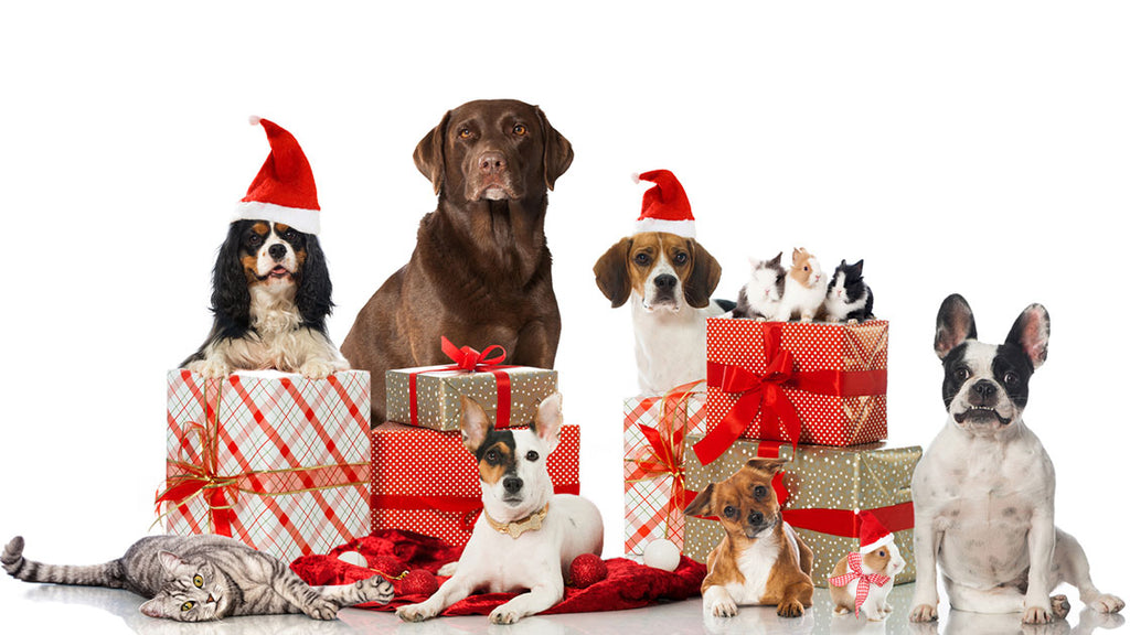 TOP 6 des cadeaux pour chiens à offrir à Noël