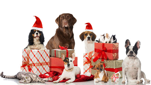 top cadeaux chiens pour Noël