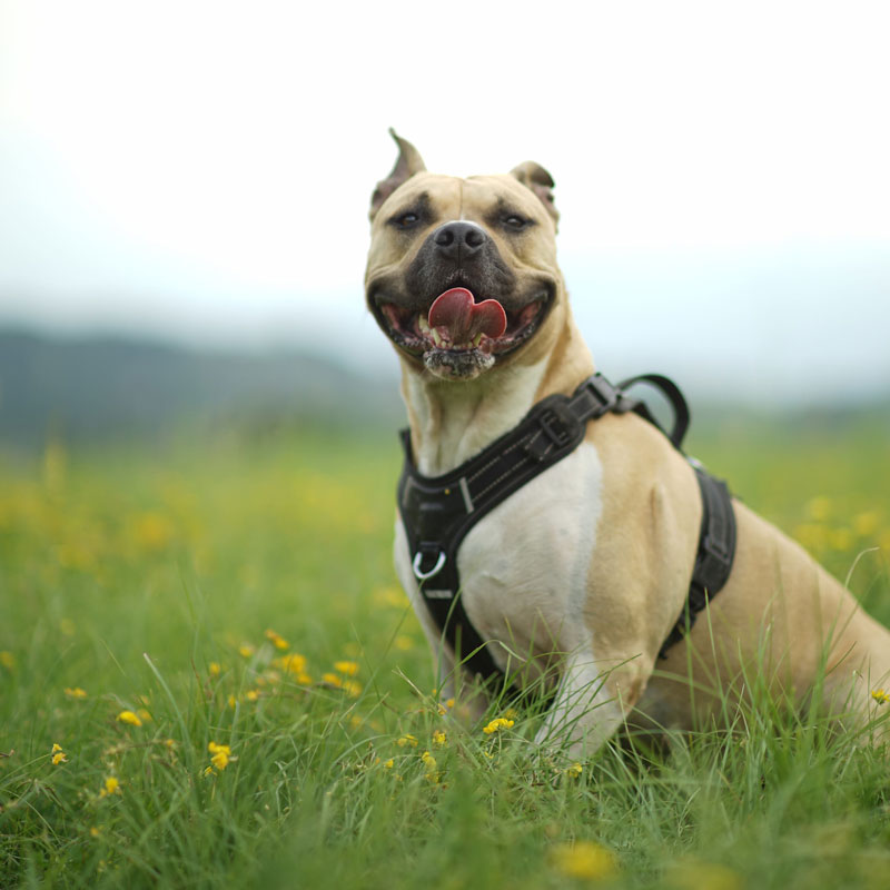 accessoires pour chiens