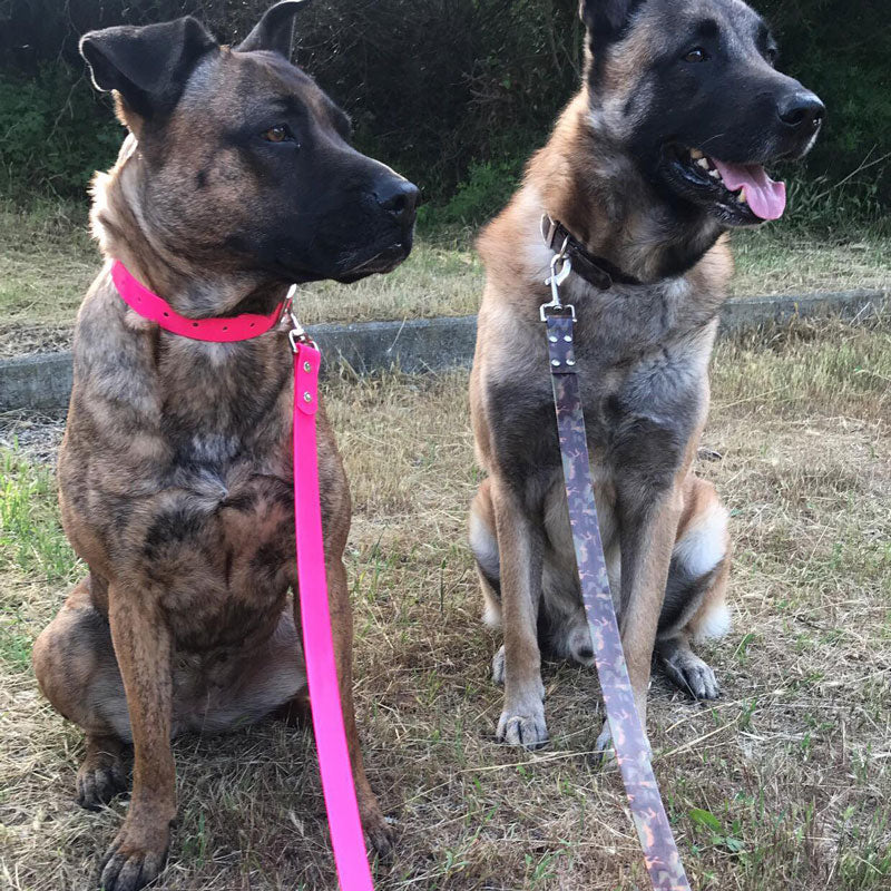 laisses pour chiens