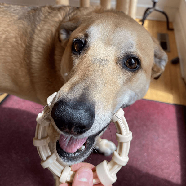 anneau-dentition-pour-chiens